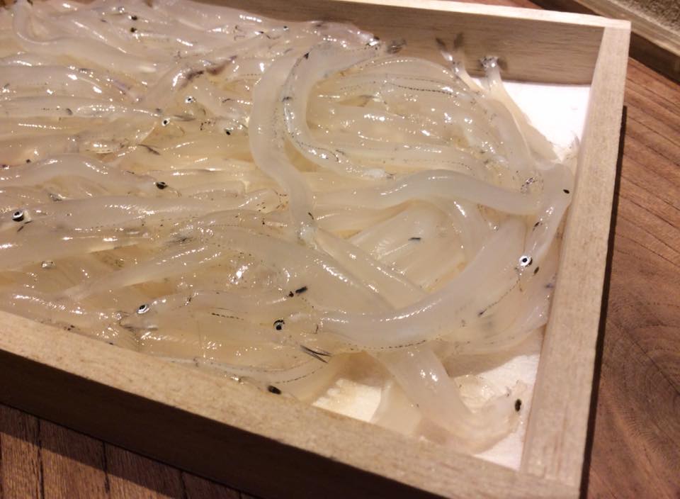 宍道湖の白魚 – 有恒